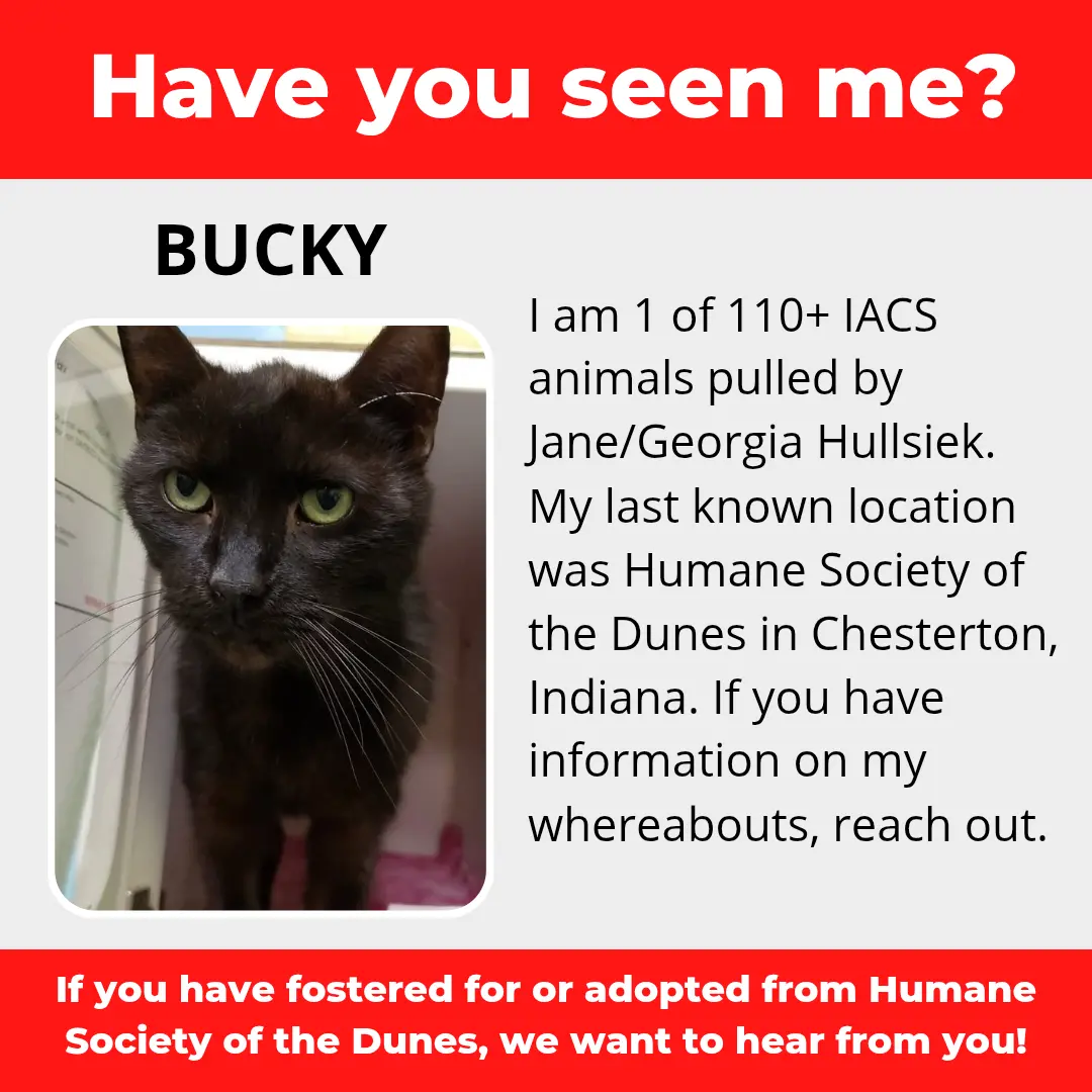 Bucky - a cat that was 'rescued' by the Northwest Indiana (NWI) Humane Society of the Dunes (founded by Jane Hullsiek) in Chesterton.
