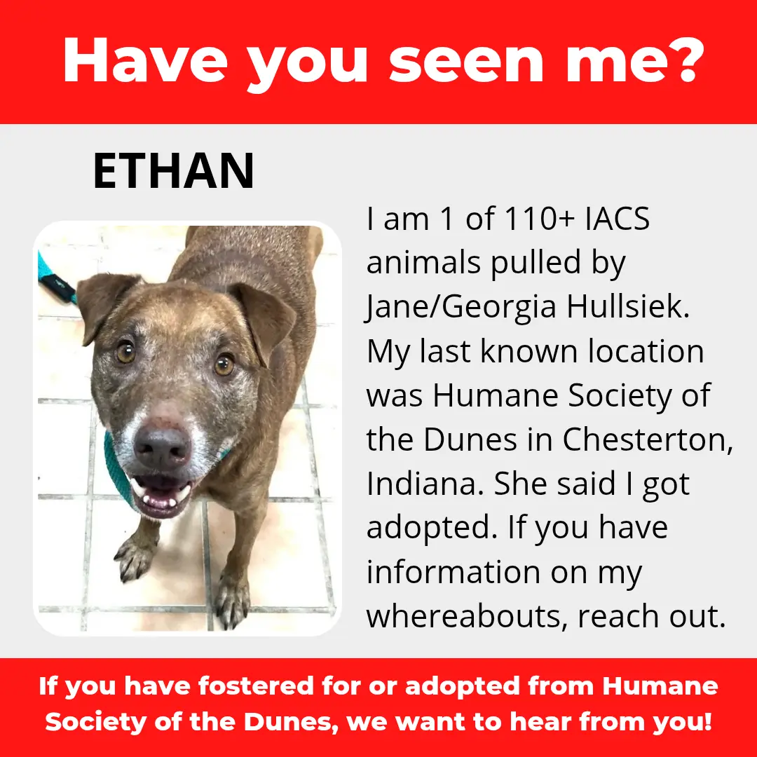 Ethan - a dog that was 'rescued' by the Northwest Indiana (NWI) Humane Society of the Dunes (founded by Jane Hullsiek) in Chesterton.