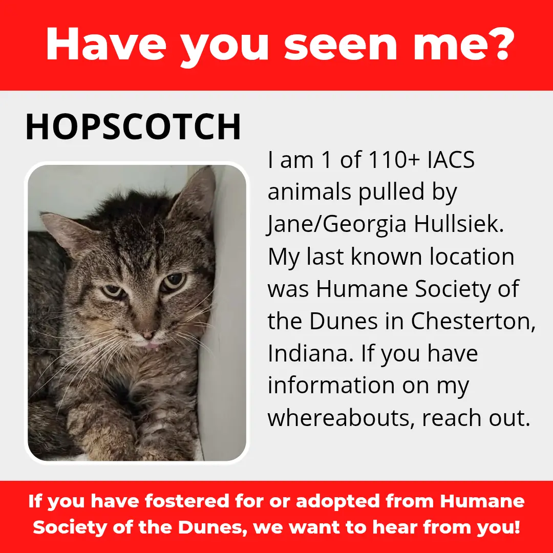 Hopscotch - a cat that was 'rescued' by the Northwest Indiana (NWI) Humane Society of the Dunes (founded by Jane Hullsiek) in Chesterton.