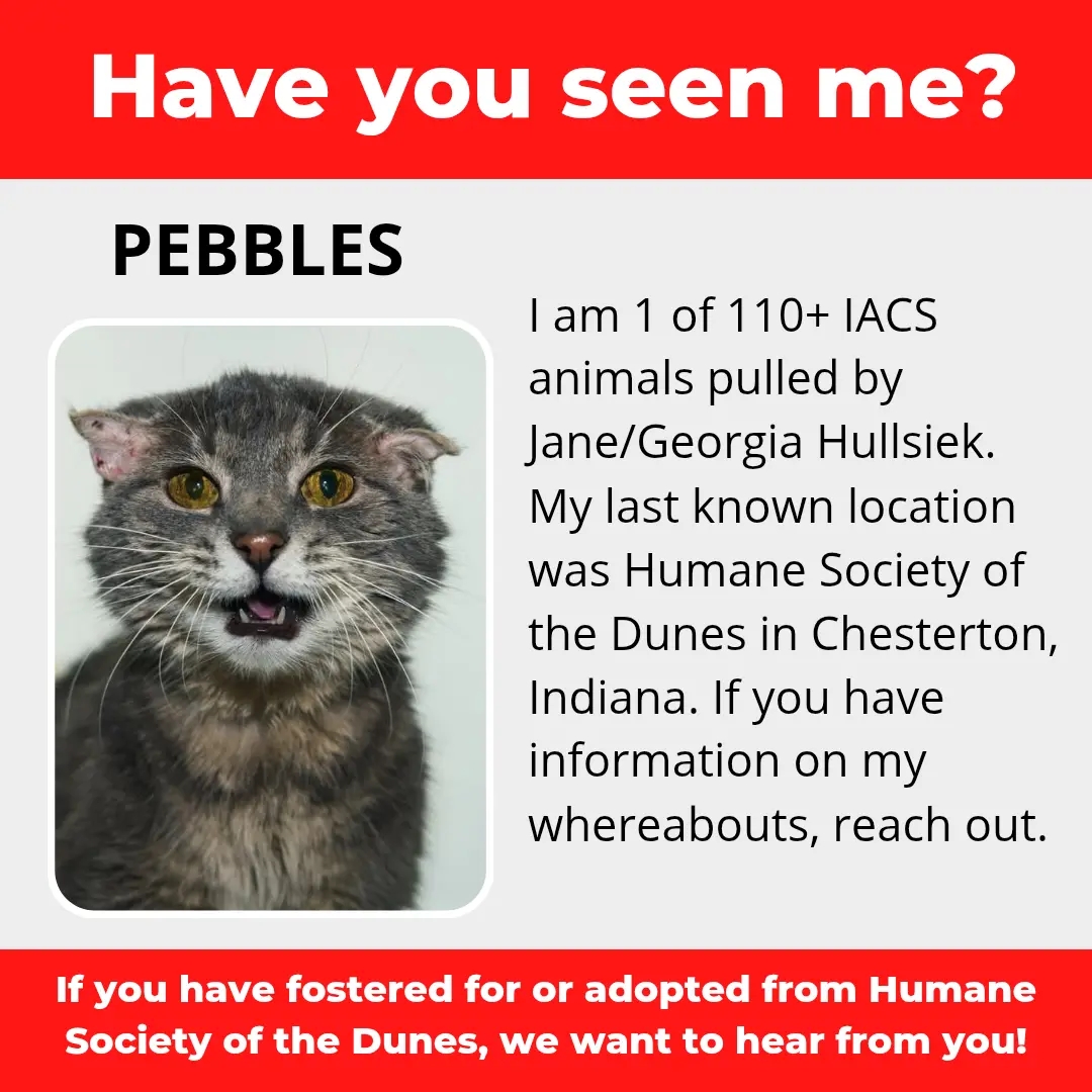 Pebbles - a cat that was 'rescued' by the Northwest Indiana (NWI) Humane Society of the Dunes (founded by Jane Hullsiek) in Chesterton.