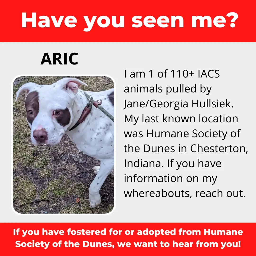 Aric - a dog that was 'rescued' by the Northwest Indiana (NWI) Humane Society of the Dunes (founded by Jane Hullsiek) in Chesterton.
