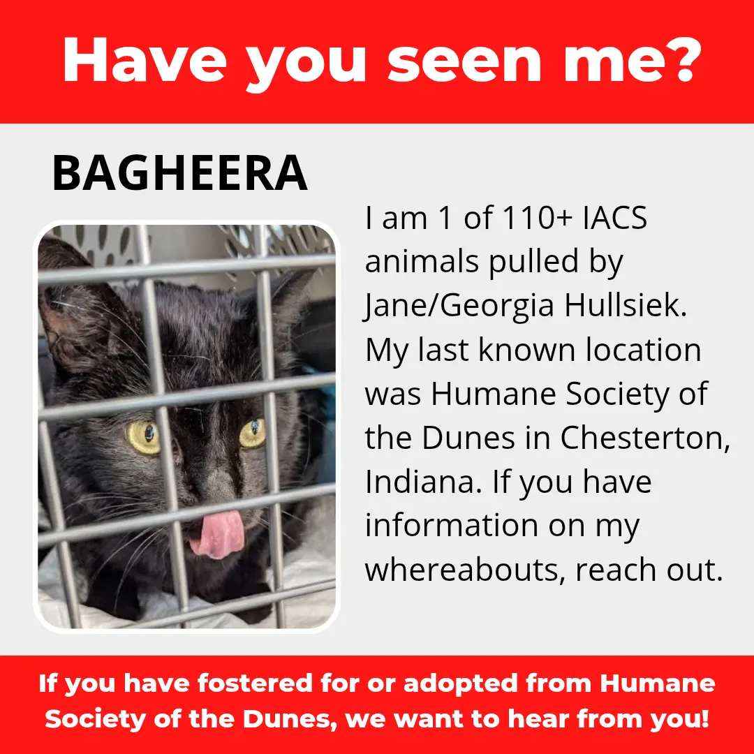 Bagheera - a cat that was 'rescued' by the Northwest Indiana (NWI) Humane Society of the Dunes (founded by Jane Hullsiek) in Chesterton.