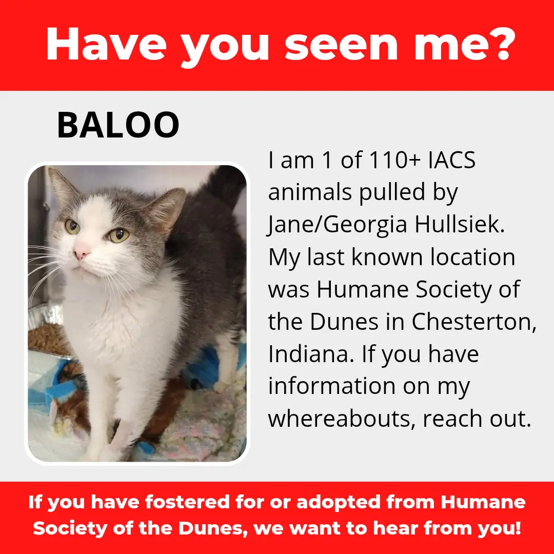 Baloo - a cat that was 'rescued' by the Northwest Indiana (NWI) Humane Society of the Dunes (founded by Jane Hullsiek) in Chesterton.