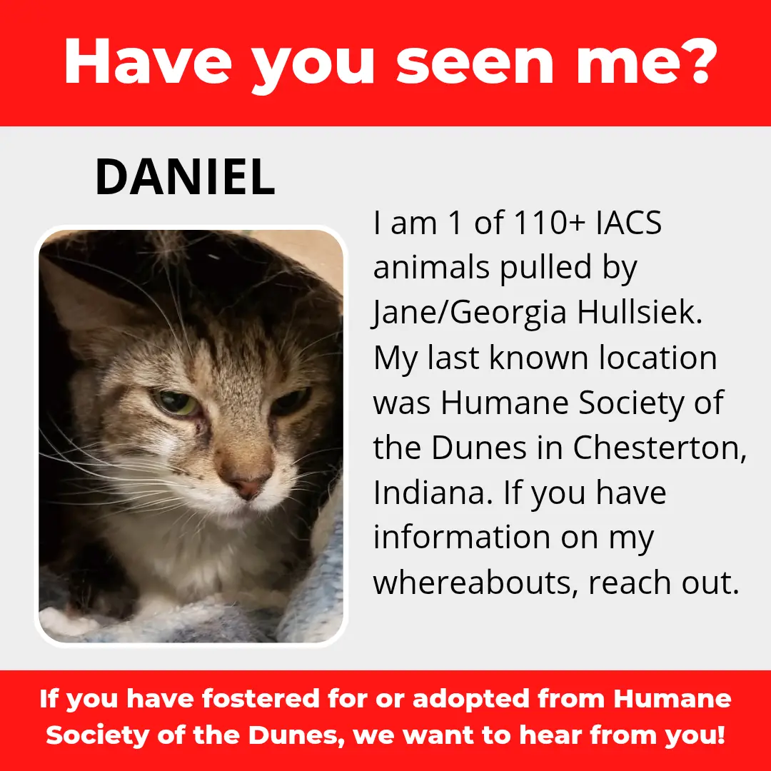 Daniel - a cat that was 'rescued' by the Northwest Indiana (NWI) Humane Society of the Dunes (founded by Jane Hullsiek) in Chesterton.