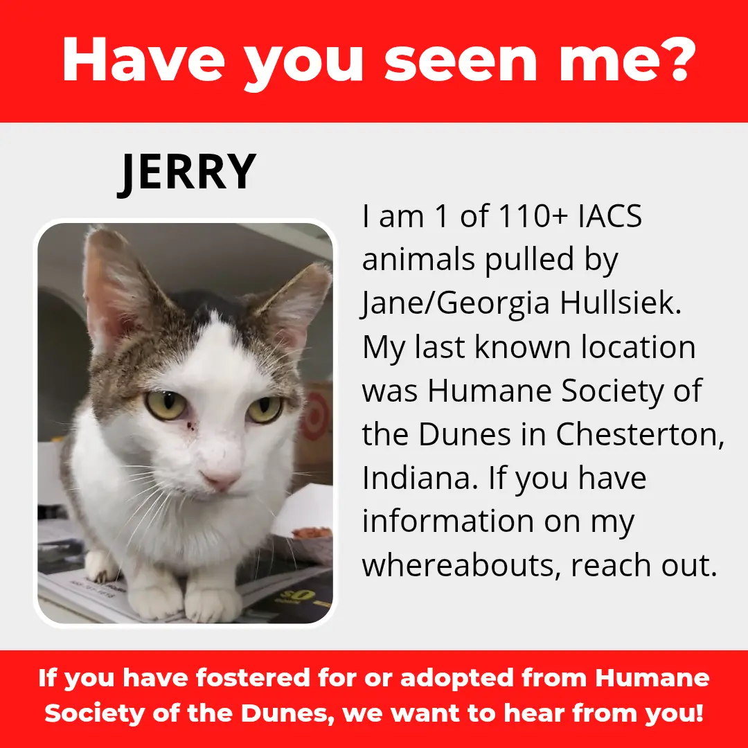 Jerry - a cat that was 'rescued' by the Northwest Indiana (NWI) Humane Society of the Dunes (founded by Jane Hullsiek) in Chesterton.