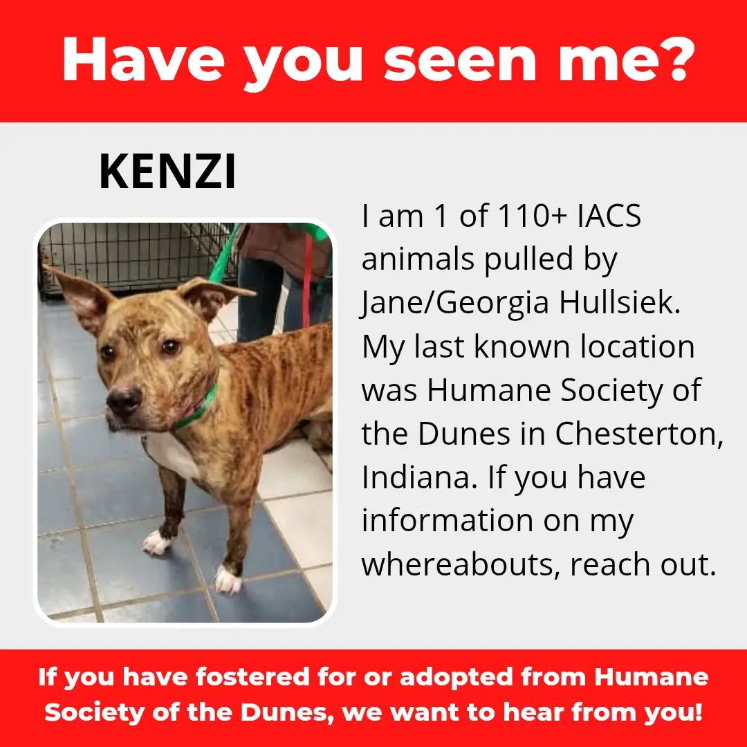 Kenzi - a dog that was 'rescued' by the Northwest Indiana (NWI) Humane Society of the Dunes (founded by Jane Hullsiek) in Chesterton.