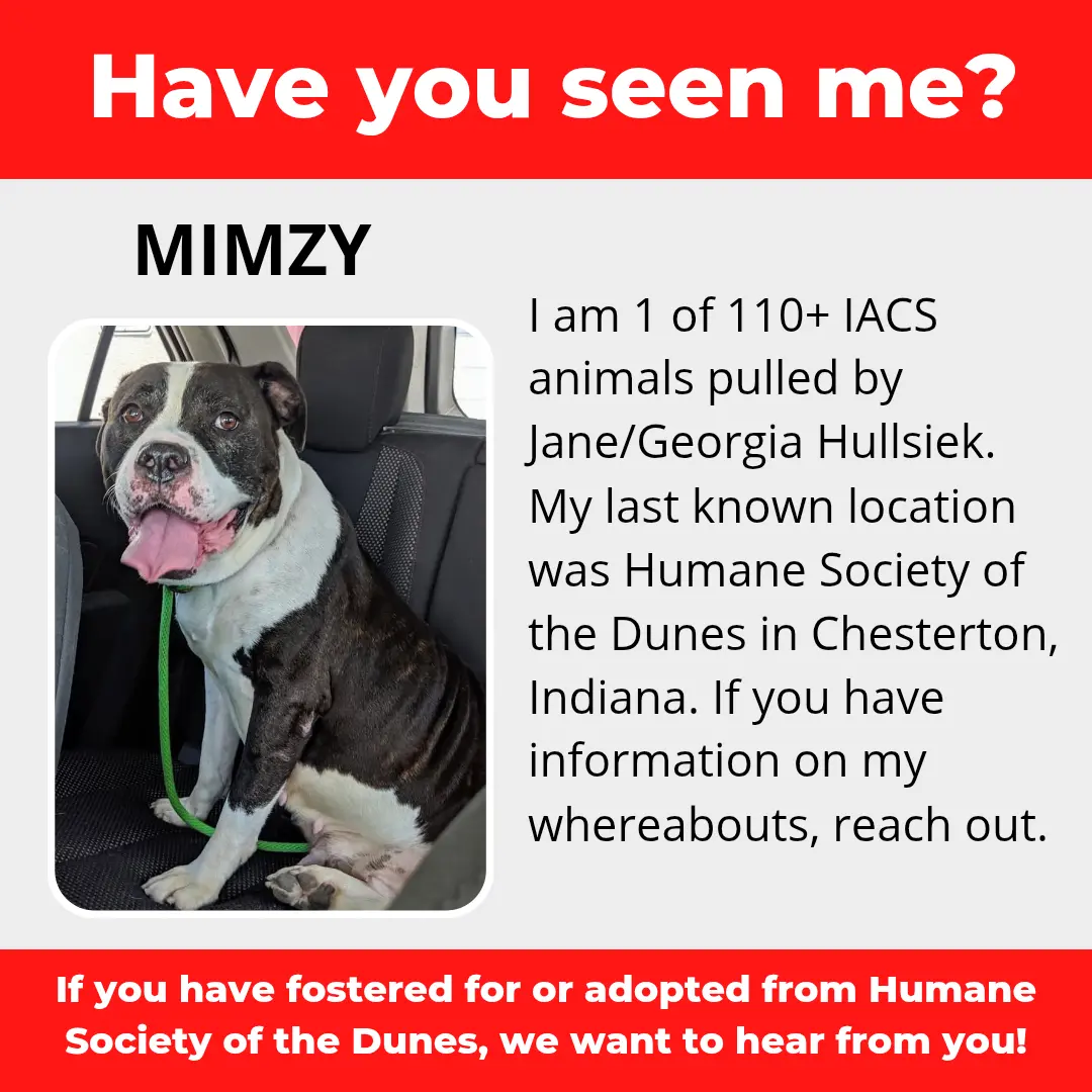 Mimzy - a dog that was 'rescued' by the Northwest Indiana (NWI) Humane Society of the Dunes (founded by Jane Hullsiek) in Chesterton.