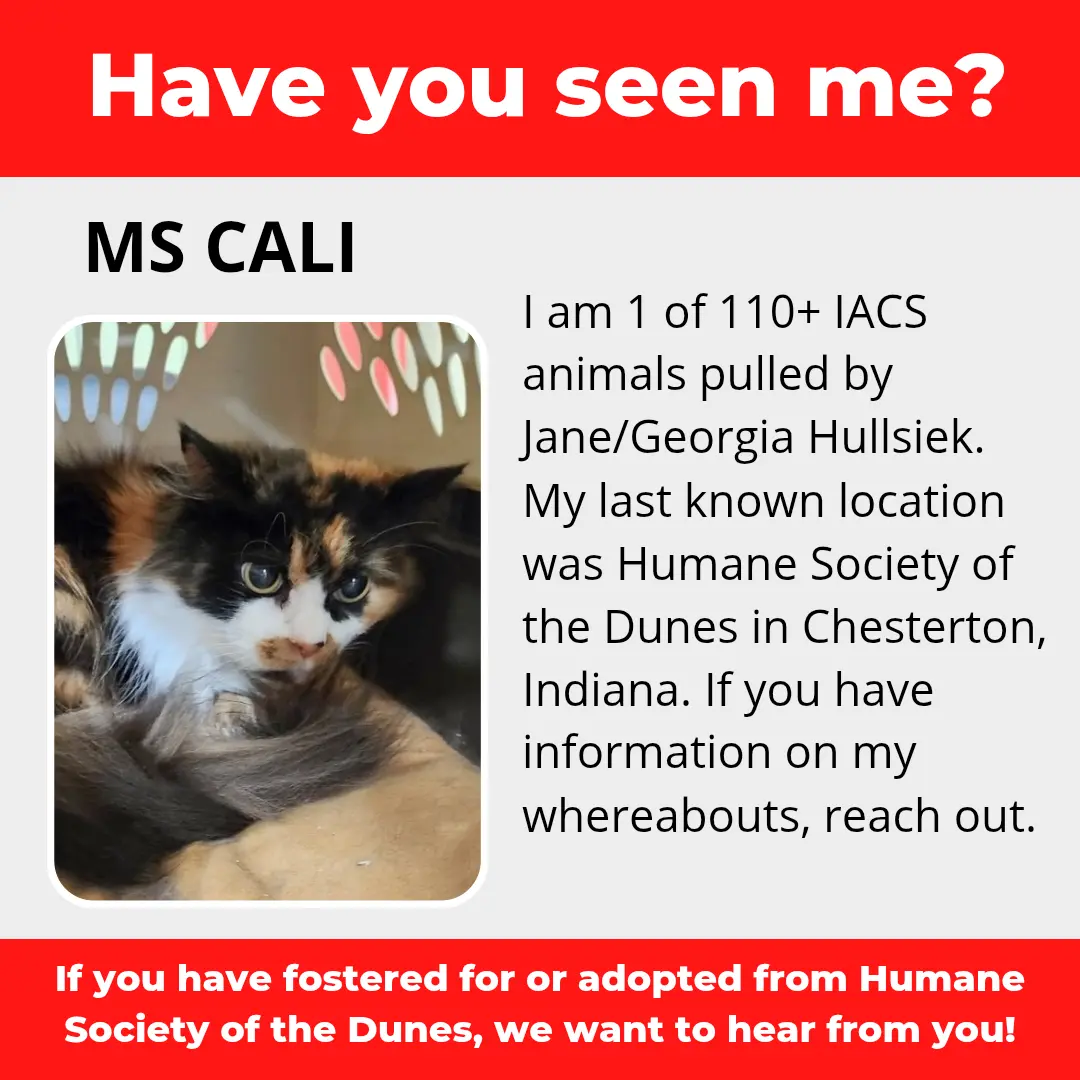 Ms Cali - a cat that was 'rescued' by the Northwest Indiana (NWI) Humane Society of the Dunes (founded by Jane Hullsiek) in Chesterton.