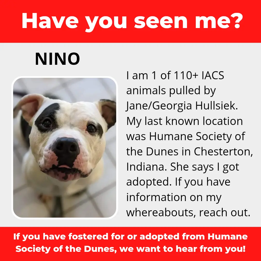 Nino - a dog that was 'rescued' by the Northwest Indiana (NWI) Humane Society of the Dunes (founded by Jane Hullsiek) in Chesterton.