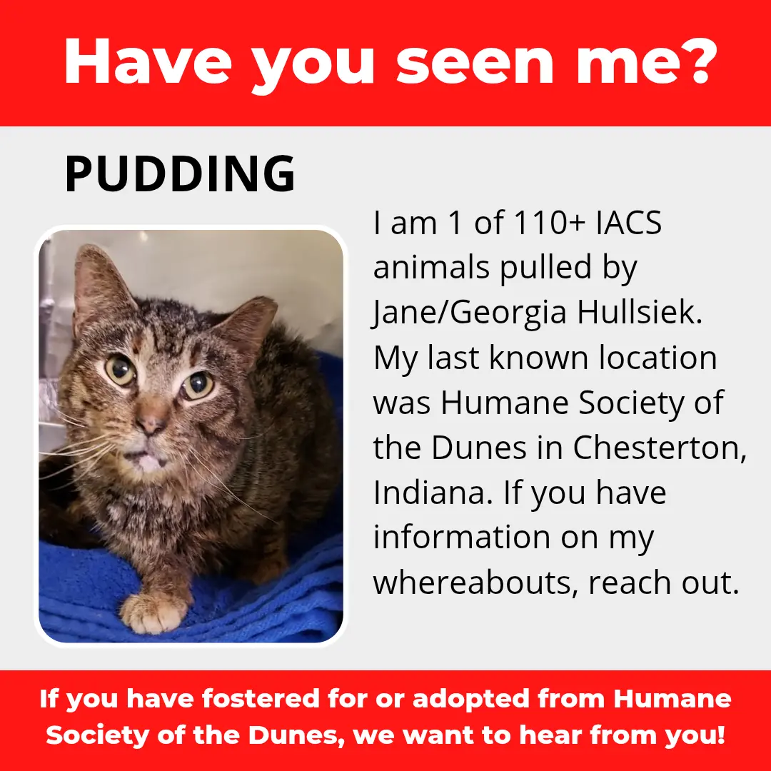 Pudding - a cat that was 'rescued' by the Northwest Indiana (NWI) Humane Society of the Dunes (founded by Jane Hullsiek) in Chesterton.