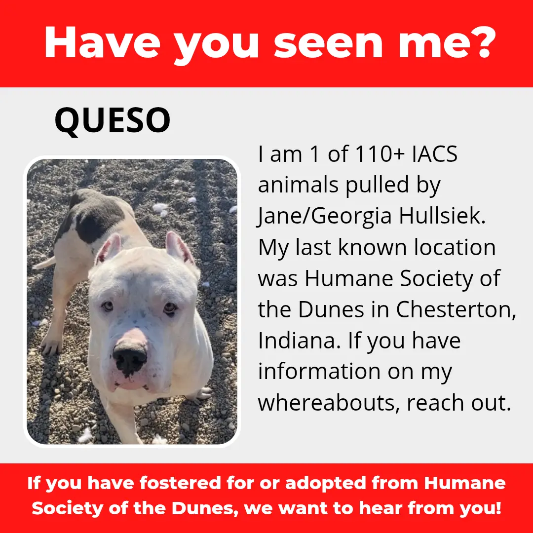 Queso - a dog that was 'rescued' by the Northwest Indiana (NWI) Humane Society of the Dunes (founded by Jane Hullsiek) in Chesterton.