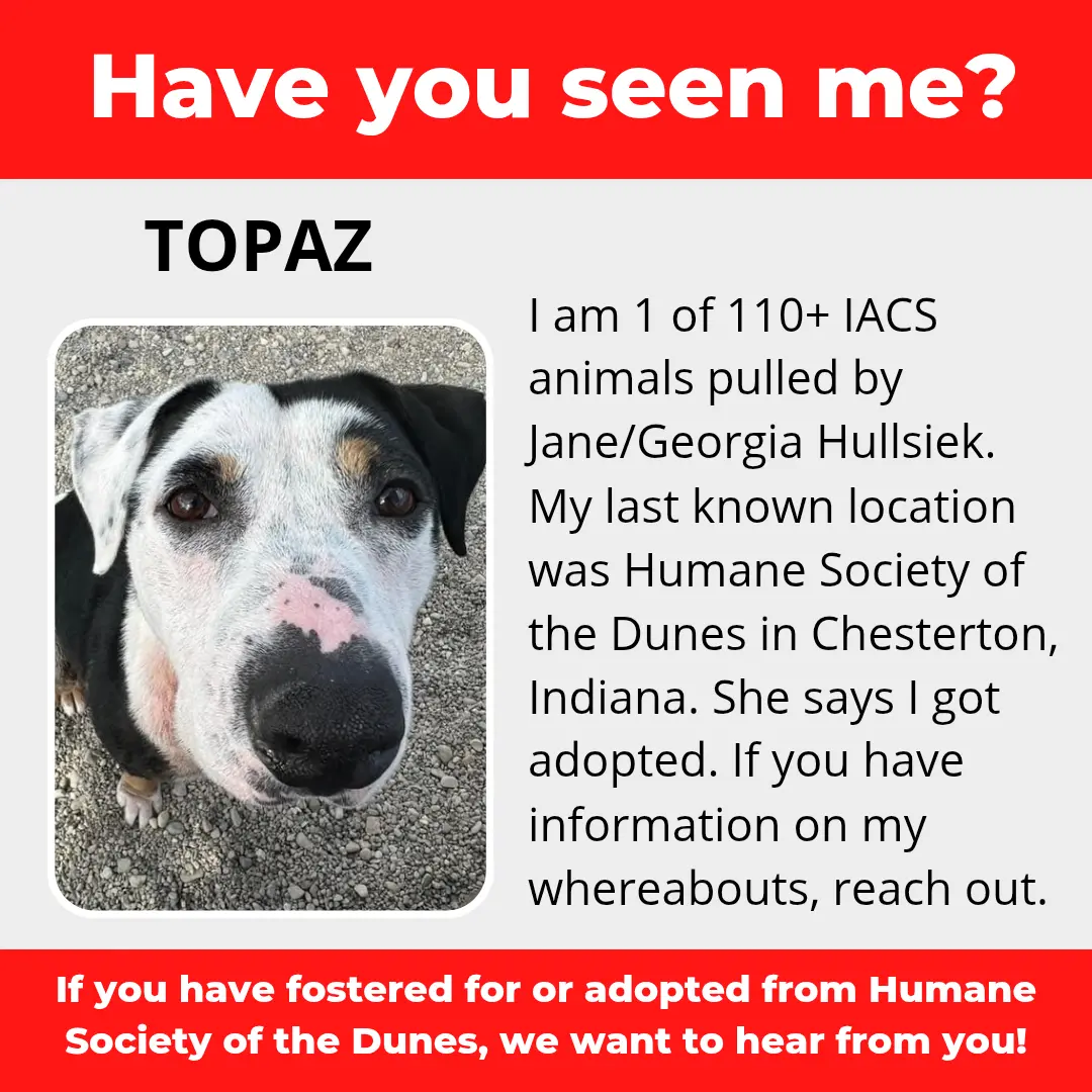Topaz - a dog that was 'rescued' by the Northwest Indiana (NWI) Humane Society of the Dunes (founded by Jane Hullsiek) in Chesterton.