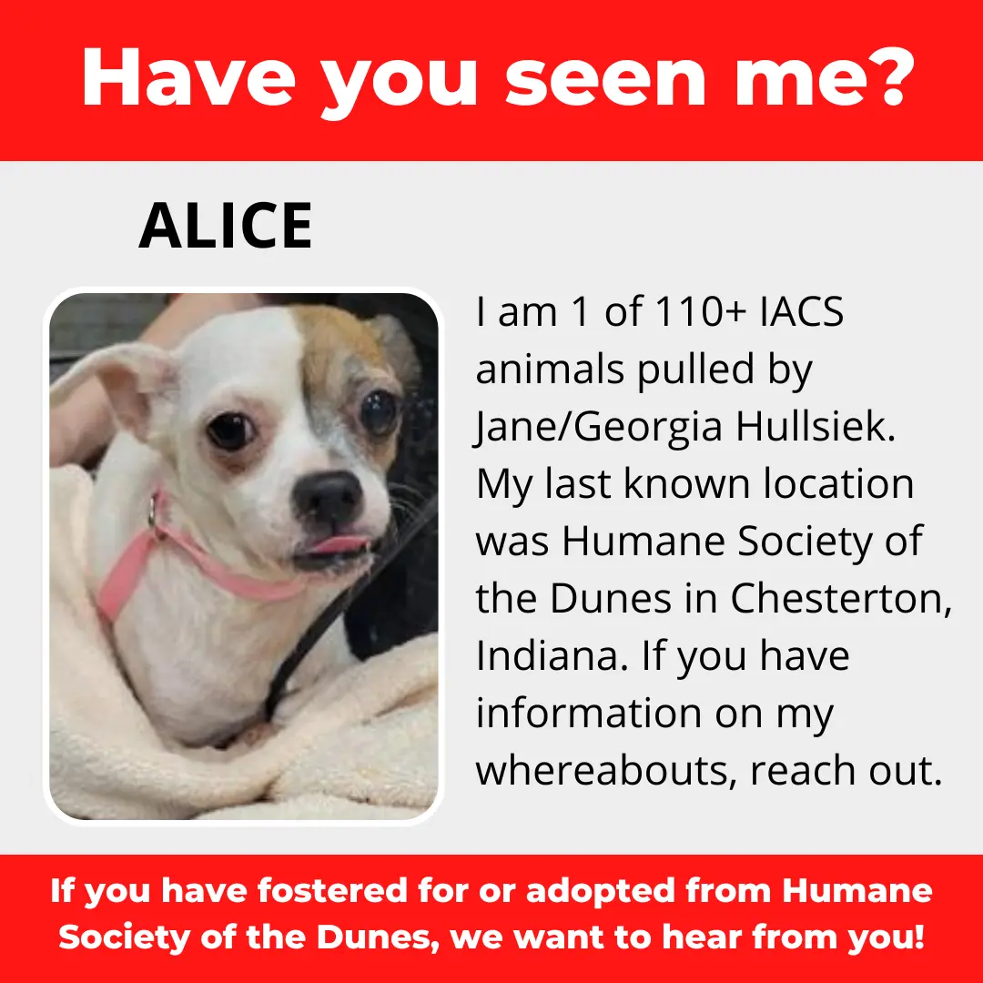 Alice - a dog that was 'rescued' by the Northwest Indiana (NWI) Humane Society of the Dunes (founded by Jane Hullsiek) in Chesterton.