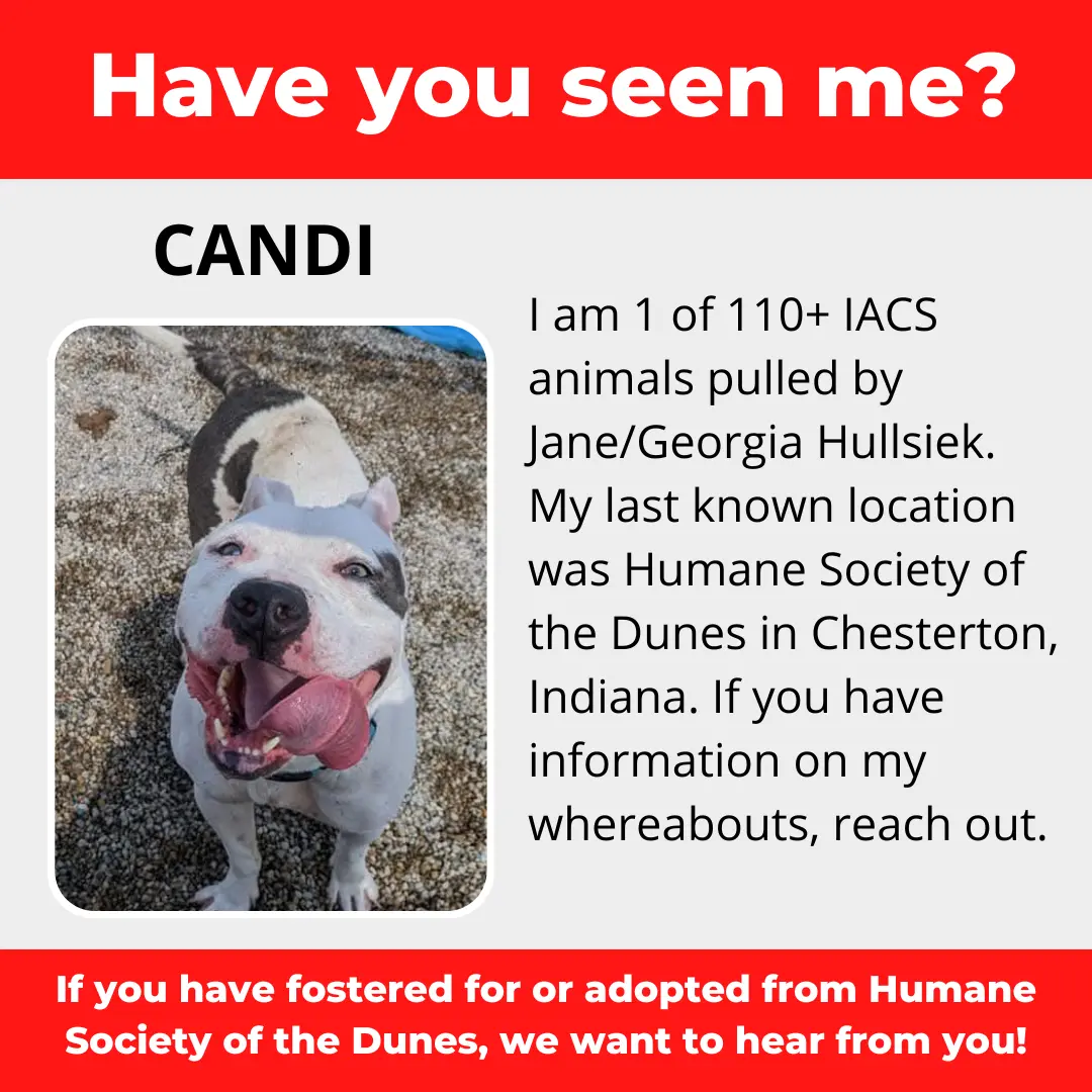 Candi - a dog that was 'rescued' by the Northwest Indiana (NWI) Humane Society of the Dunes (founded by Jane Hullsiek) in Chesterton.