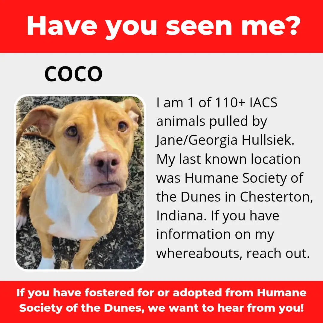 Coco - a dog that was 'rescued' by the Northwest Indiana (NWI) Humane Society of the Dunes (founded by Jane Hullsiek) in Chesterton.