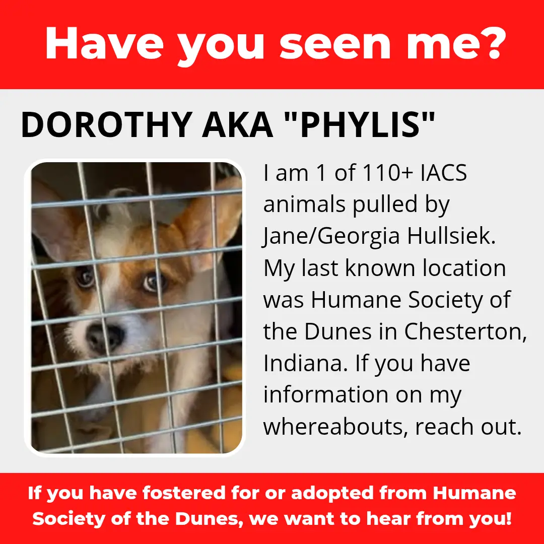 Dorothy AKA "Phylis" - a dog that was 'rescued' by the Northwest Indiana (NWI) Humane Society of the Dunes (founded by Jane Hullsiek) in Chesterton.