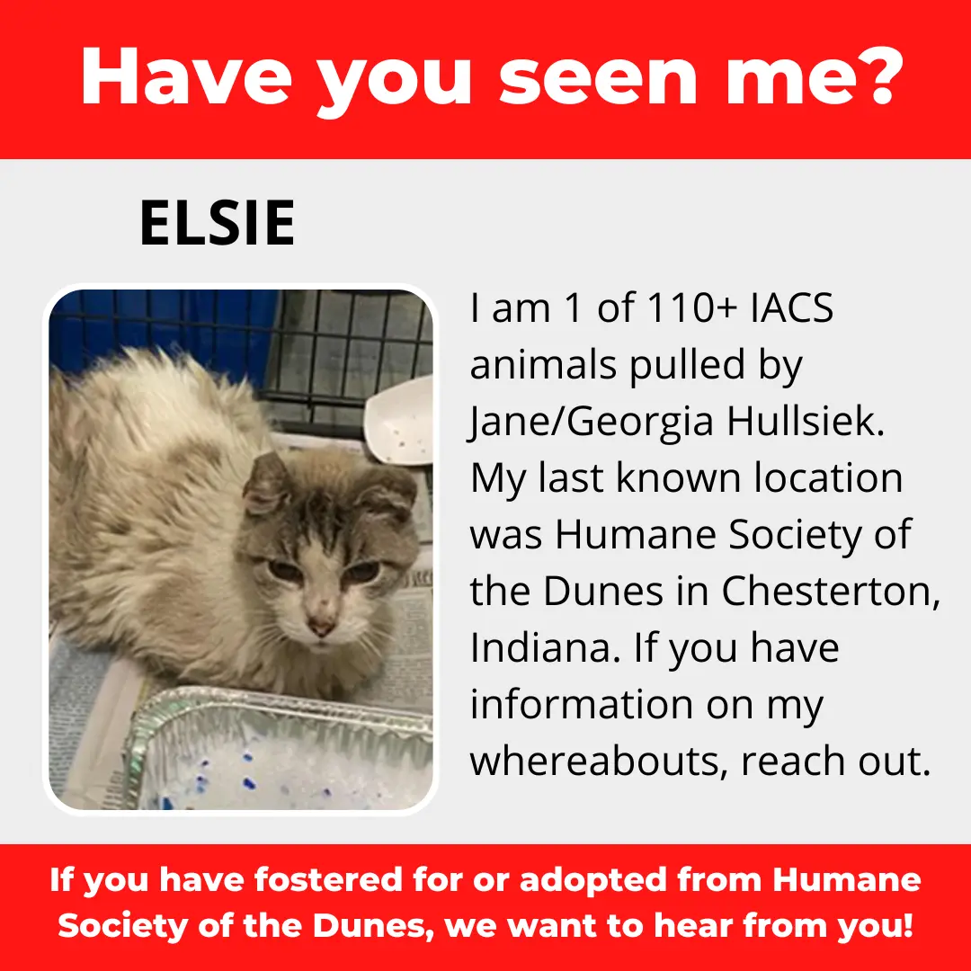 Elsie - a cat that was 'rescued' by the Northwest Indiana (NWI) Humane Society of the Dunes (founded by Jane Hullsiek) in Chesterton.