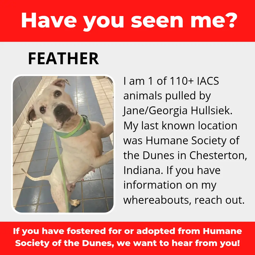 Feather - a dog that was 'rescued' by the Northwest Indiana (NWI) Humane Society of the Dunes (founded by Jane Hullsiek) in Chesterton.