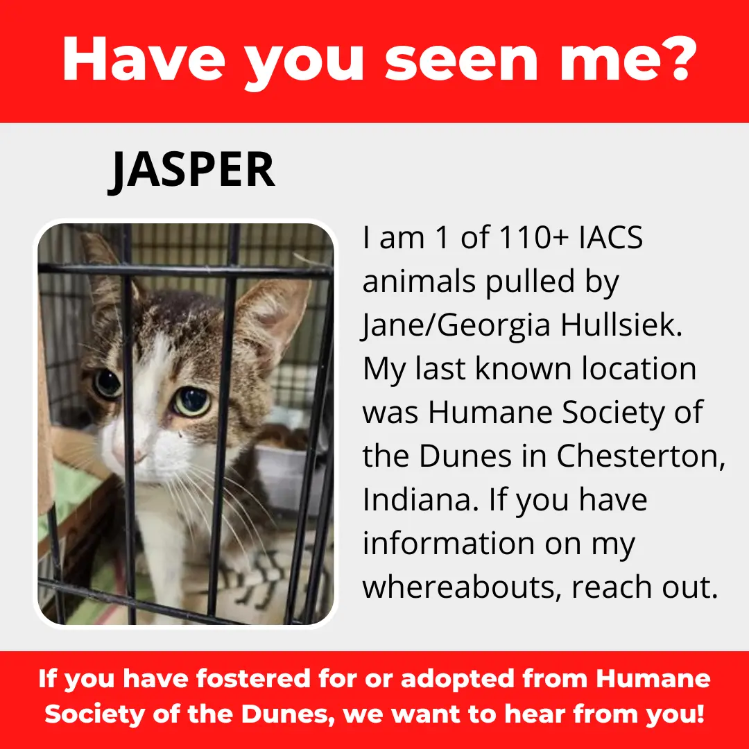 Jasper - a cat that was 'rescued' by the Northwest Indiana (NWI) Humane Society of the Dunes (founded by Jane Hullsiek) in Chesterton.