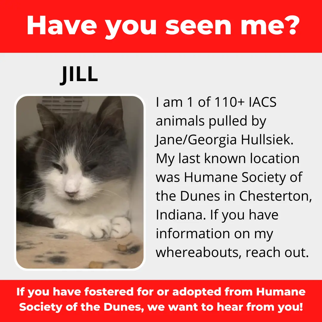 Jill - a cat that was 'rescued' by the Northwest Indiana (NWI) Humane Society of the Dunes (founded by Jane Hullsiek) in Chesterton.