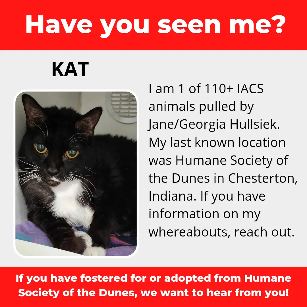 Kat - a cat that was 'rescued' by the Northwest Indiana (NWI) Humane Society of the Dunes (founded by Jane Hullsiek) in Chesterton.
