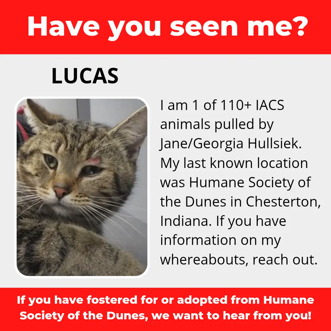 Lucas - a cat that was 'rescued' by the Northwest Indiana (NWI) Humane Society of the Dunes (founded by Jane Hullsiek) in Chesterton.