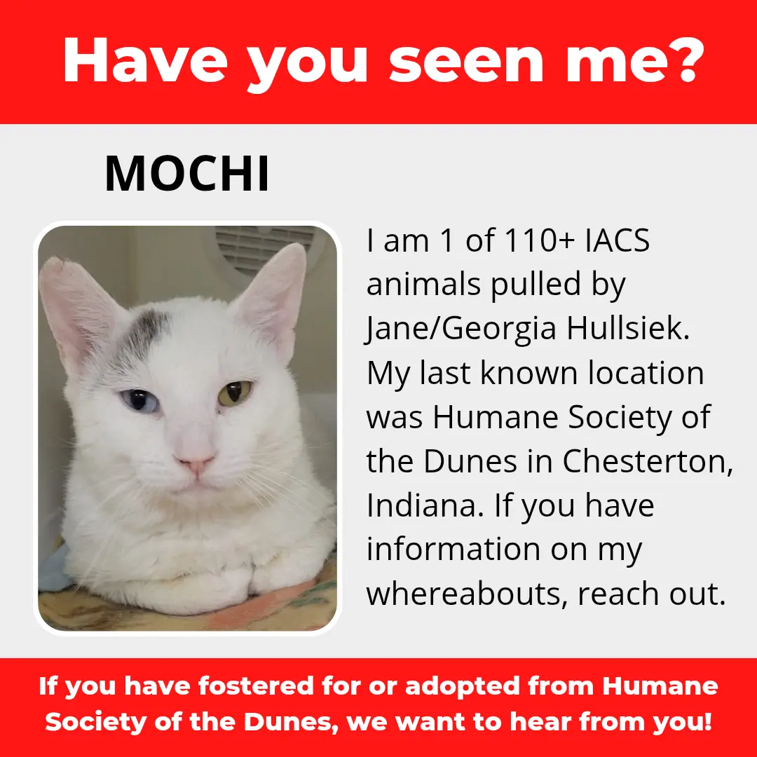 Mochi - a cat that was 'rescued' by the Northwest Indiana (NWI) Humane Society of the Dunes (founded by Jane Hullsiek) in Chesterton.
