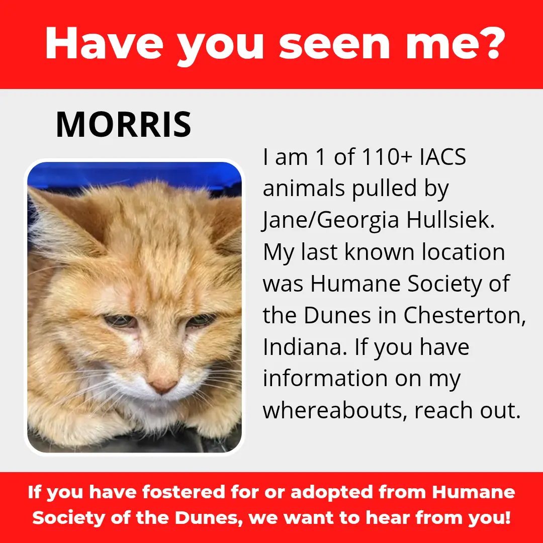Morris - a cat that was 'rescued' by the Northwest Indiana (NWI) Humane Society of the Dunes (founded by Jane Hullsiek) in Chesterton.