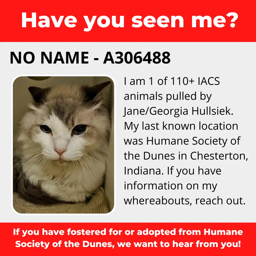 No Name - A306488 - a cat that was 'rescued' by the Northwest Indiana (NWI) Humane Society of the Dunes (founded by Jane Hullsiek) in Chesterton.