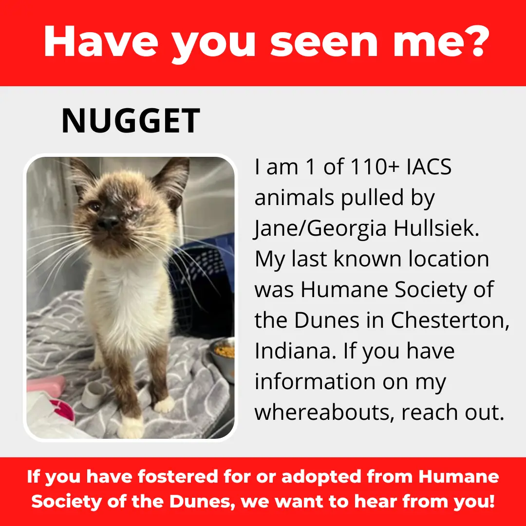 Nugget - a cat that was 'rescued' by the Northwest Indiana (NWI) Humane Society of the Dunes (founded by Jane Hullsiek) in Chesterton.