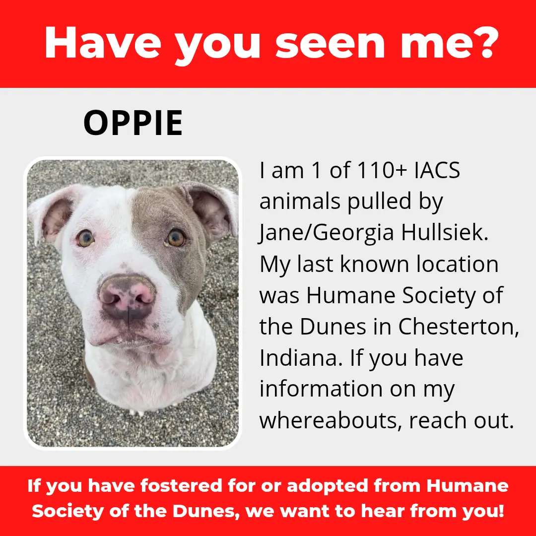 Oppie - a dog that was 'rescued' by the Northwest Indiana (NWI) Humane Society of the Dunes (founded by Jane Hullsiek) in Chesterton.