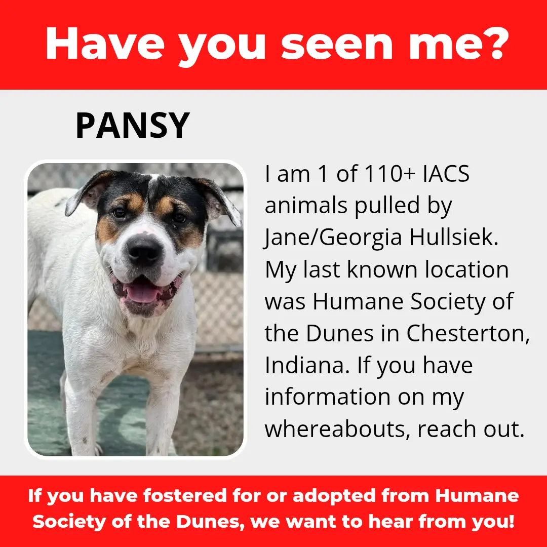 Pansy - a dog that was 'rescued' by the Northwest Indiana (NWI) Humane Society of the Dunes (founded by Jane Hullsiek) in Chesterton.