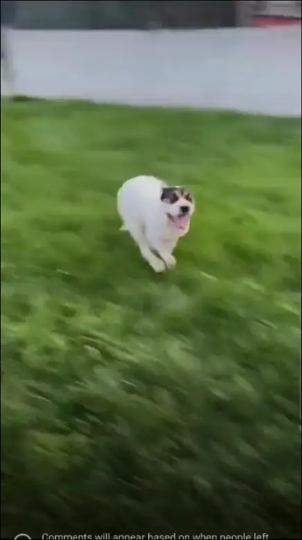 short video of Pansy having the zoomies around a fenced in area outside. There is lush green grass and pansy is all-out sprinting from one length of the area to the other. As she runs you can hear her breaths sustaining this effort. 