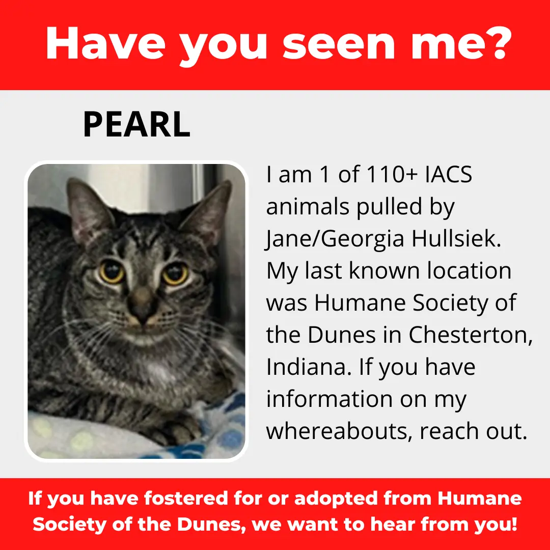 Pearl - a cat that was 'rescued' by the Northwest Indiana (NWI) Humane Society of the Dunes (founded by Jane Hullsiek) in Chesterton.