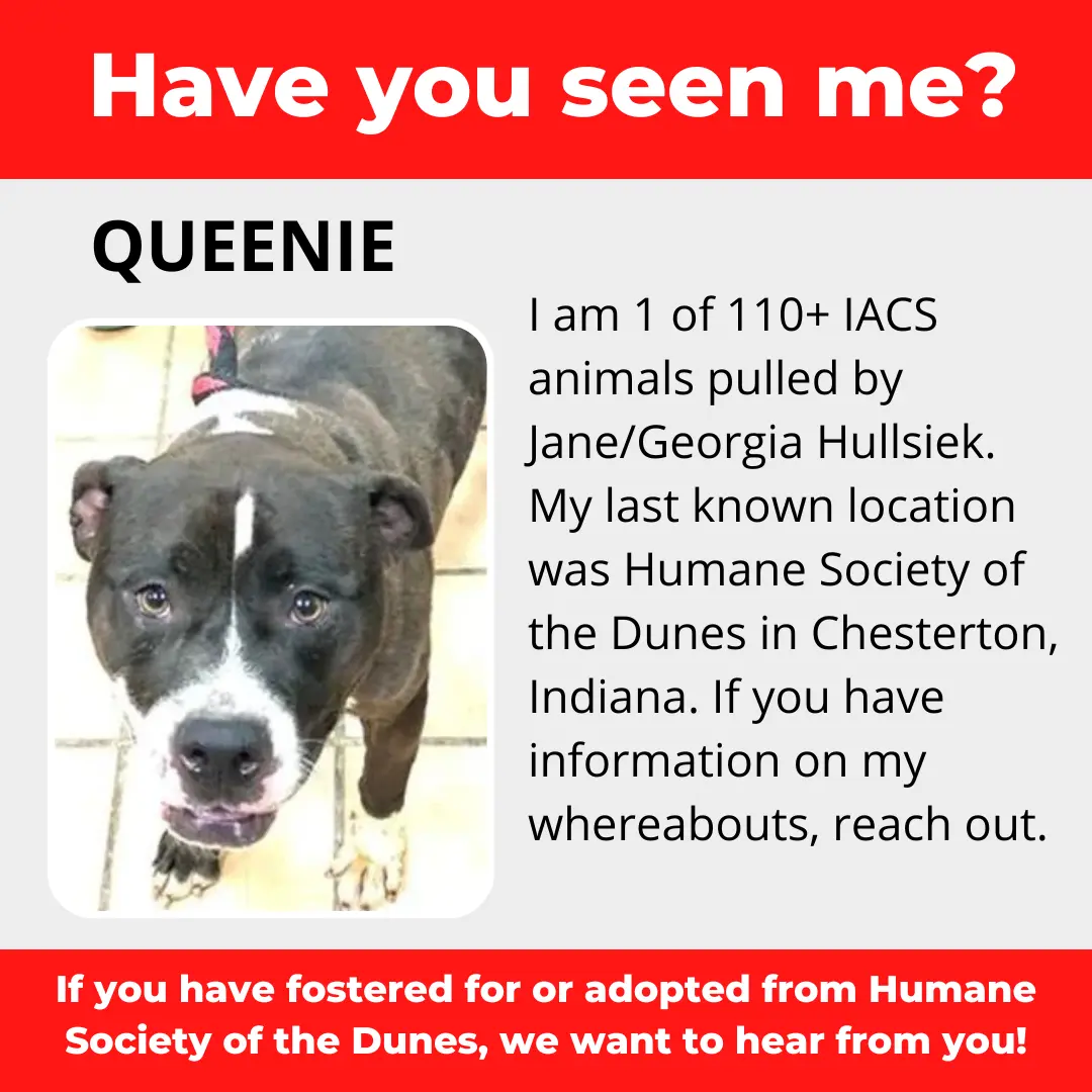 Queenie - a dog that was 'rescued' by the Northwest Indiana (NWI) Humane Society of the Dunes (founded by Jane Hullsiek) in Chesterton.