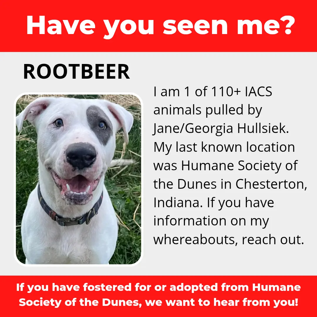 Rootbeer - a dog that was 'rescued' by the Northwest Indiana (NWI) Humane Society of the Dunes (founded by Jane Hullsiek) in Chesterton.