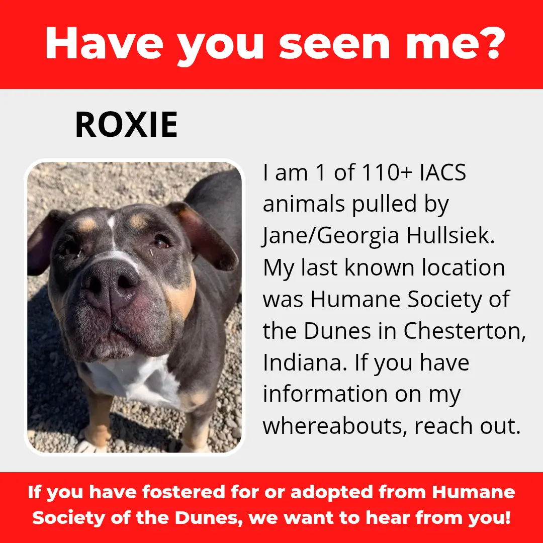 Roxie - a dog that was 'rescued' by the Northwest Indiana (NWI) Humane Society of the Dunes (founded by Jane Hullsiek) in Chesterton.
