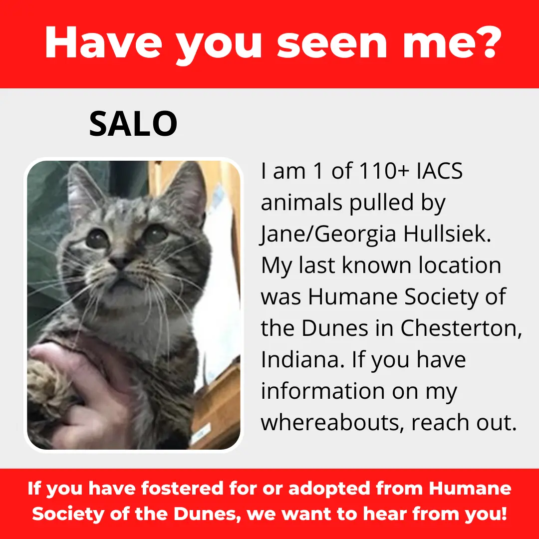 Salo - a cat that was 'rescued' by the Northwest Indiana (NWI) Humane Society of the Dunes (founded by Jane Hullsiek) in Chesterton.