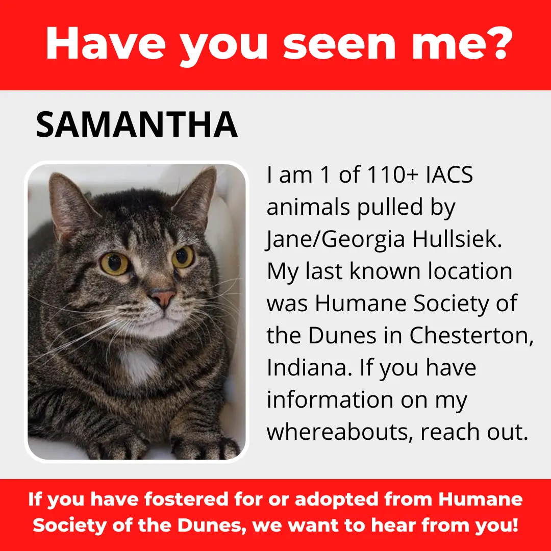 Samantha - a cat that was 'rescued' by the Northwest Indiana (NWI) Humane Society of the Dunes (founded by Jane Hullsiek) in Chesterton.