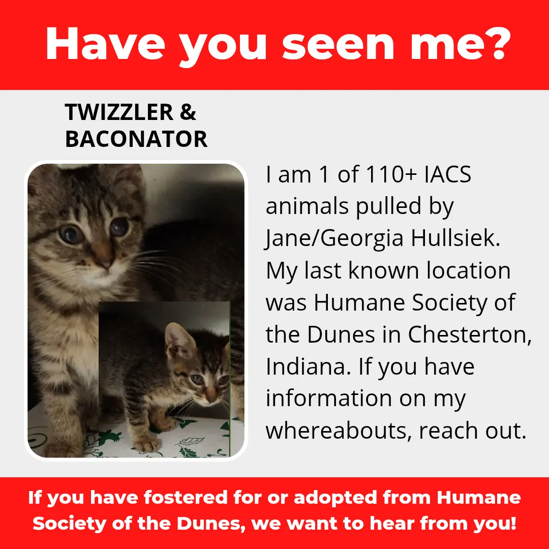 Twizzler & Baconator - a cat that was 'rescued' by the Northwest Indiana (NWI) Humane Society of the Dunes (founded by Jane Hullsiek) in Chesterton.
