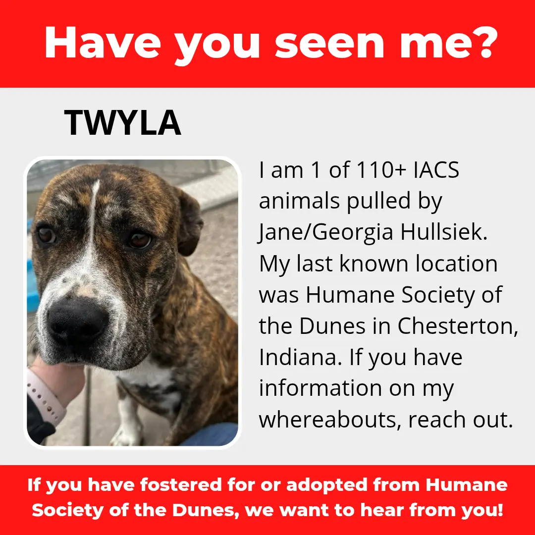 Twyla - a dog that was 'rescued' by the Northwest Indiana (NWI) Humane Society of the Dunes (founded by Jane Hullsiek) in Chesterton.