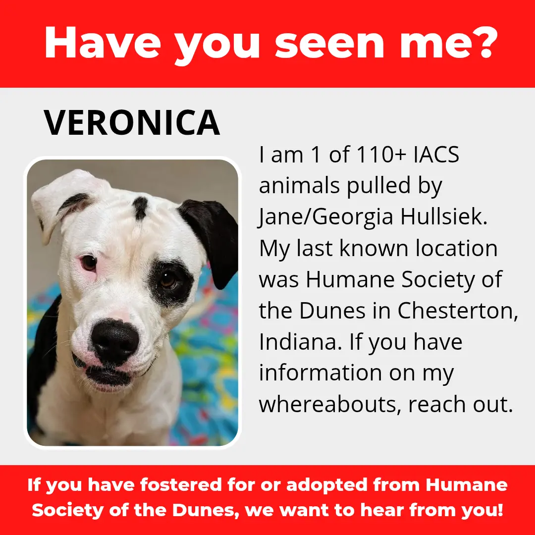 Veronica - a dog that was 'rescued' by the Northwest Indiana (NWI) Humane Society of the Dunes (founded by Jane Hullsiek) in Chesterton.