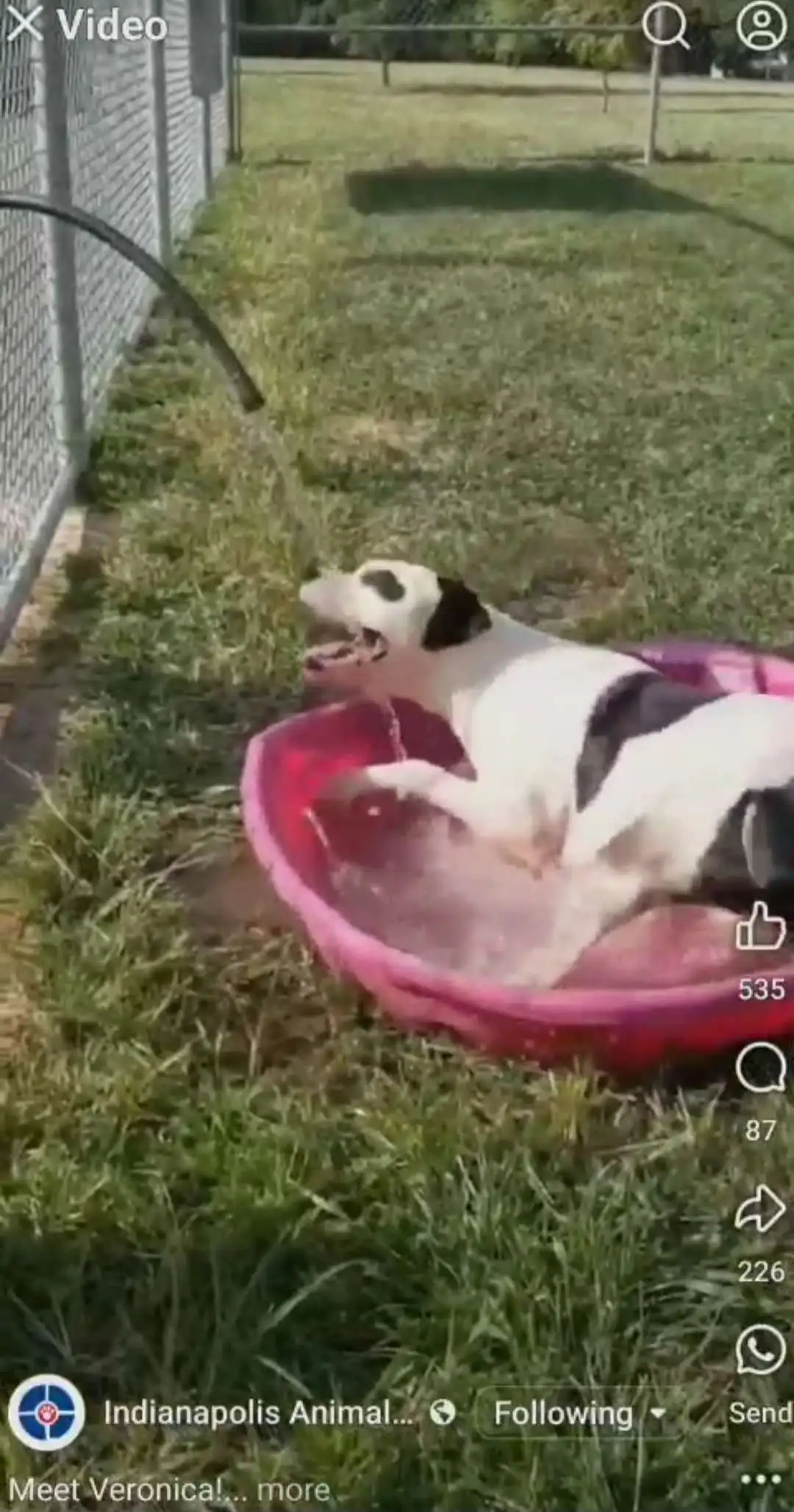 Video of veronica playing in a kiddy pool with a hose spraying water into it. Veronica flips over onto her back trying to drink the water and spins around several times in the pool