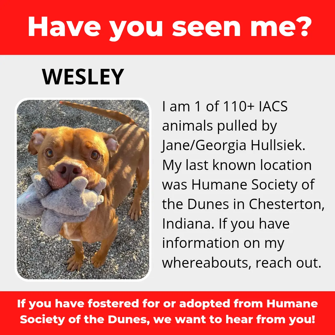Wesley - a dog that was 'rescued' by the Northwest Indiana (NWI) Humane Society of the Dunes (founded by Jane Hullsiek) in Chesterton.