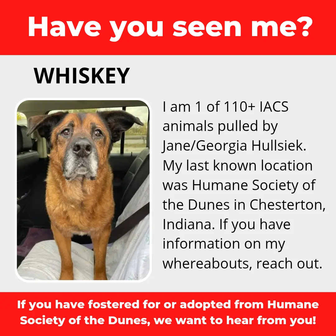 Whiskey - a dog that was 'rescued' by the Northwest Indiana (NWI) Humane Society of the Dunes (founded by Jane Hullsiek) in Chesterton.