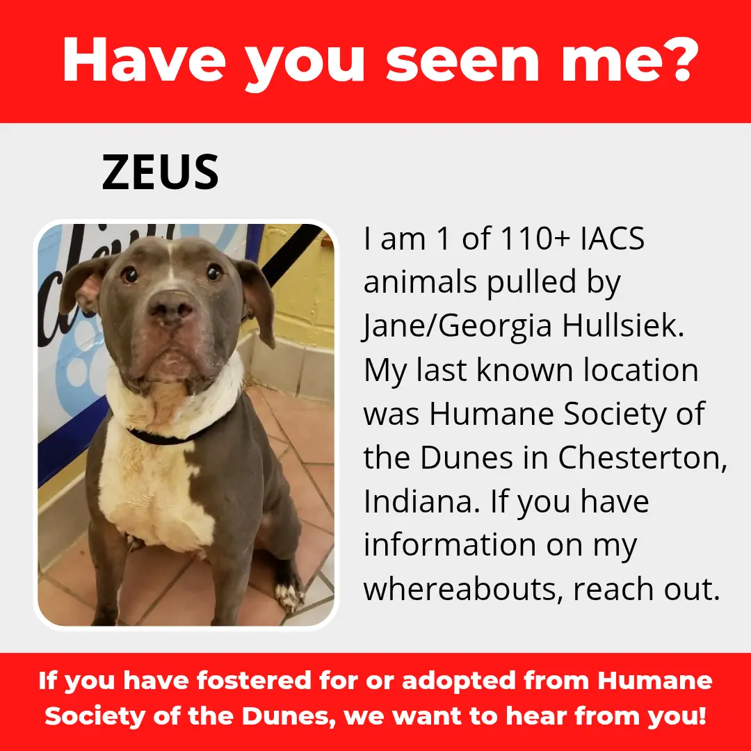 Zeus - a dog that was 'rescued' by the Northwest Indiana (NWI) Humane Society of the Dunes (founded by Jane Hullsiek) in Chesterton.