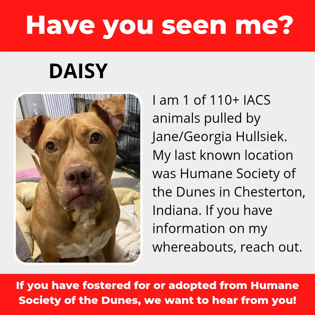 Daisy - a dog that was 'rescued' by the Northwest Indiana (NWI) Humane Society of the Dunes (founded by Jane Hullsiek) in Chesterton.
