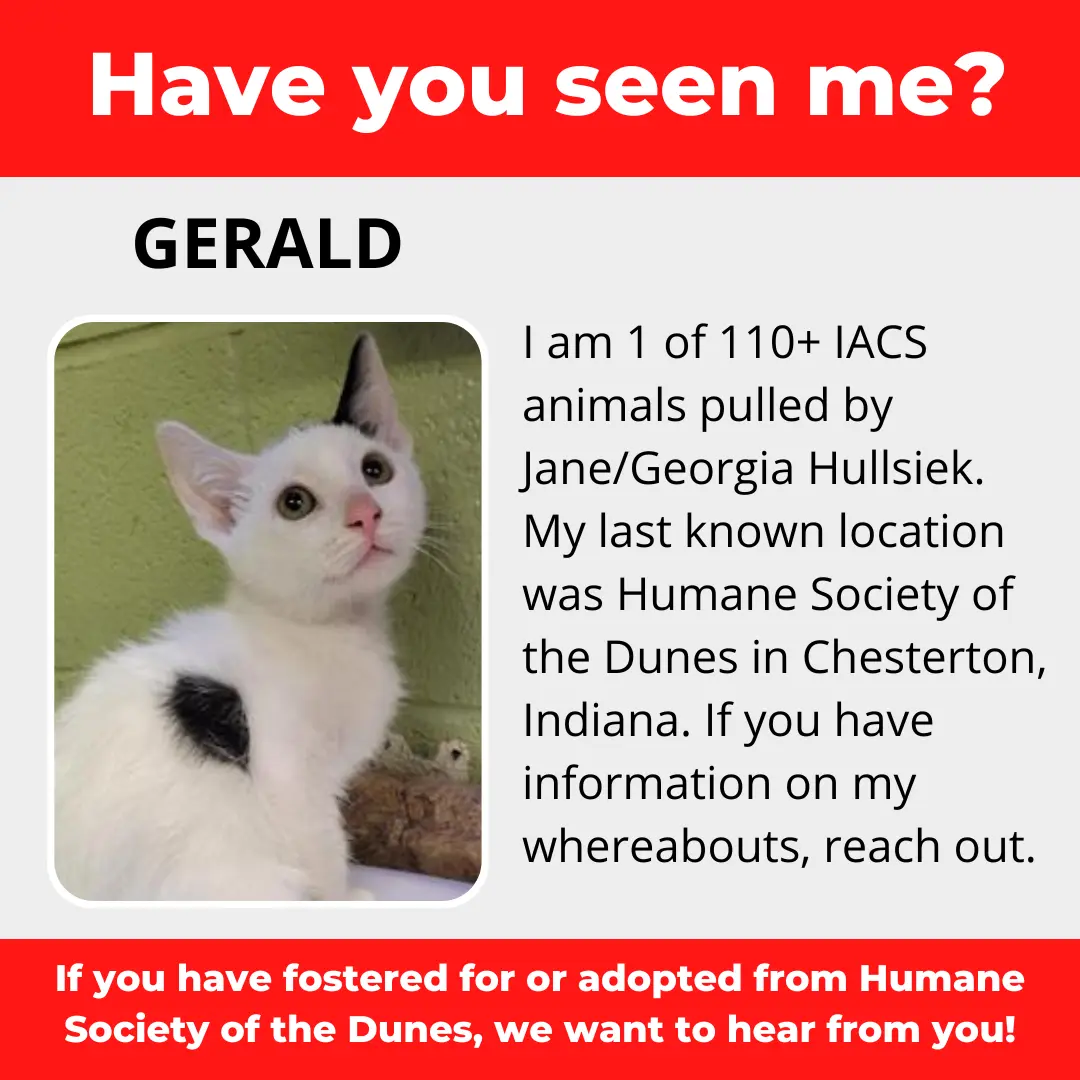 Gerald - a cat that was 'rescued' by the Northwest Indiana (NWI) Humane Society of the Dunes (founded by Jane Hullsiek) in Chesterton.