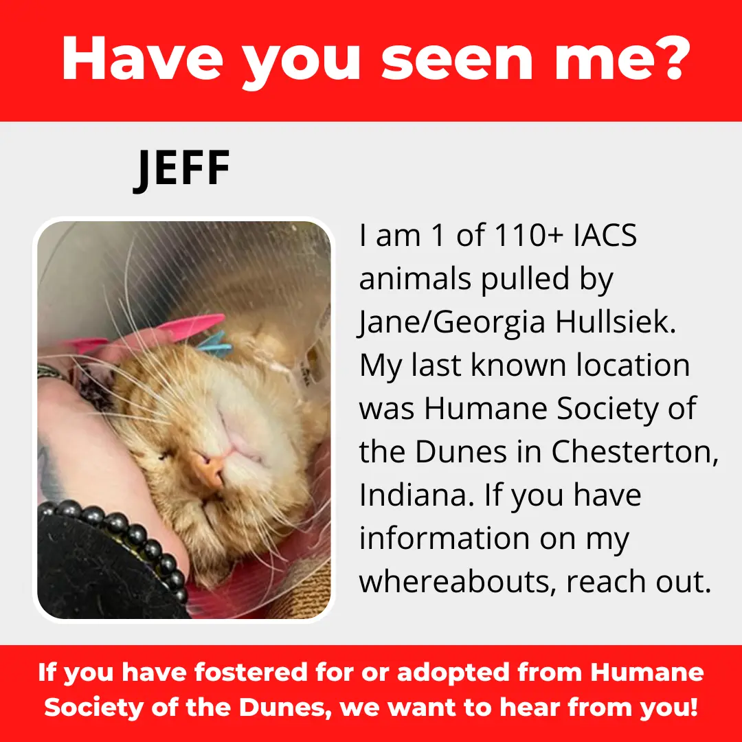 Jeff - a cat that was 'rescued' by the Northwest Indiana (NWI) Humane Society of the Dunes (founded by Jane Hullsiek) in Chesterton.