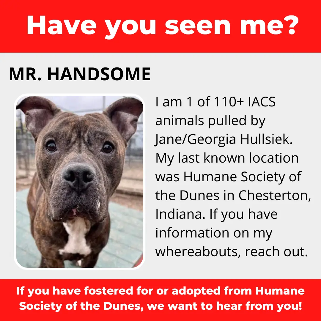 Mr. Handsome - a dog that was 'rescued' by the Northwest Indiana (NWI) Humane Society of the Dunes (founded by Jane Hullsiek) in Chesterton.